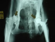 Osteoarthritis in Dogs